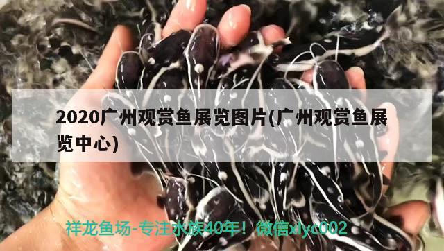 2020廣州觀賞魚展覽圖片(廣州觀賞魚展覽中心)