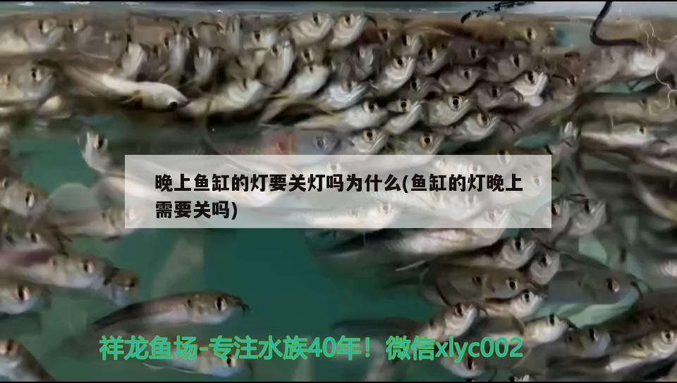 晚上魚(yú)缸的燈要關(guān)燈嗎為什么(魚(yú)缸的燈晚上需要關(guān)嗎) 黃金眼鏡蛇雷龍魚(yú)