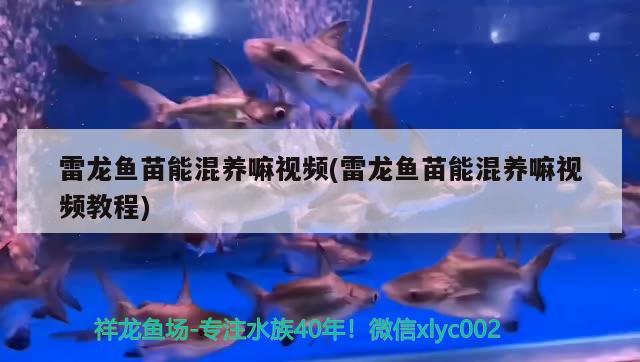 雷龍魚苗能混養(yǎng)嘛視頻(雷龍魚苗能混養(yǎng)嘛視頻教程) 七紋巨鯉魚