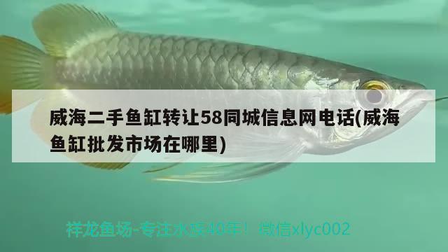 威海二手魚缸轉讓58同城信息網(wǎng)電話(威海魚缸批發(fā)市場在哪里) 印尼四紋虎