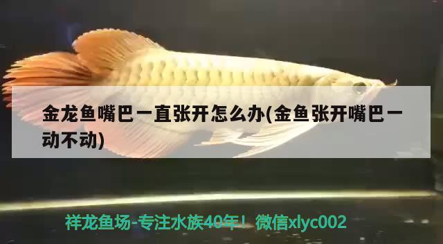 金龍魚嘴巴一直張開怎么辦(金魚張開嘴巴一動(dòng)不動(dòng))