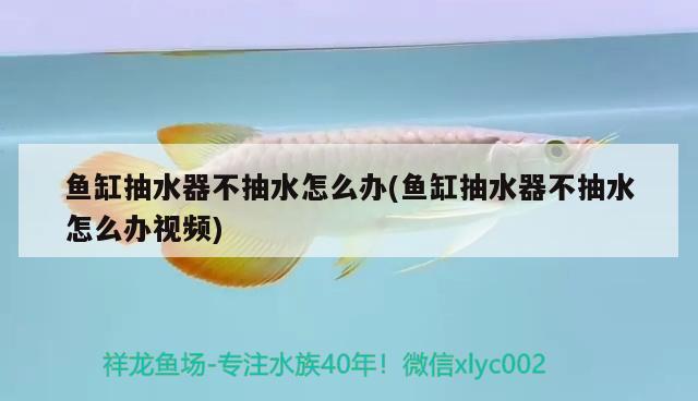 魚(yú)缸抽水器不抽水怎么辦(魚(yú)缸抽水器不抽水怎么辦視頻) 龍魚(yú)芯片掃碼器