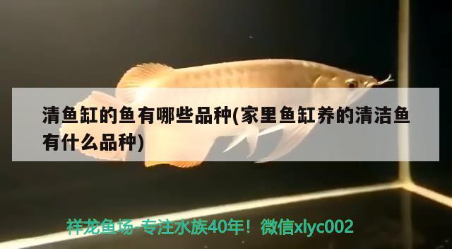 清魚缸的魚有哪些品種(家里魚缸養(yǎng)的清潔魚有什么品種) 全國水族館企業(yè)名錄