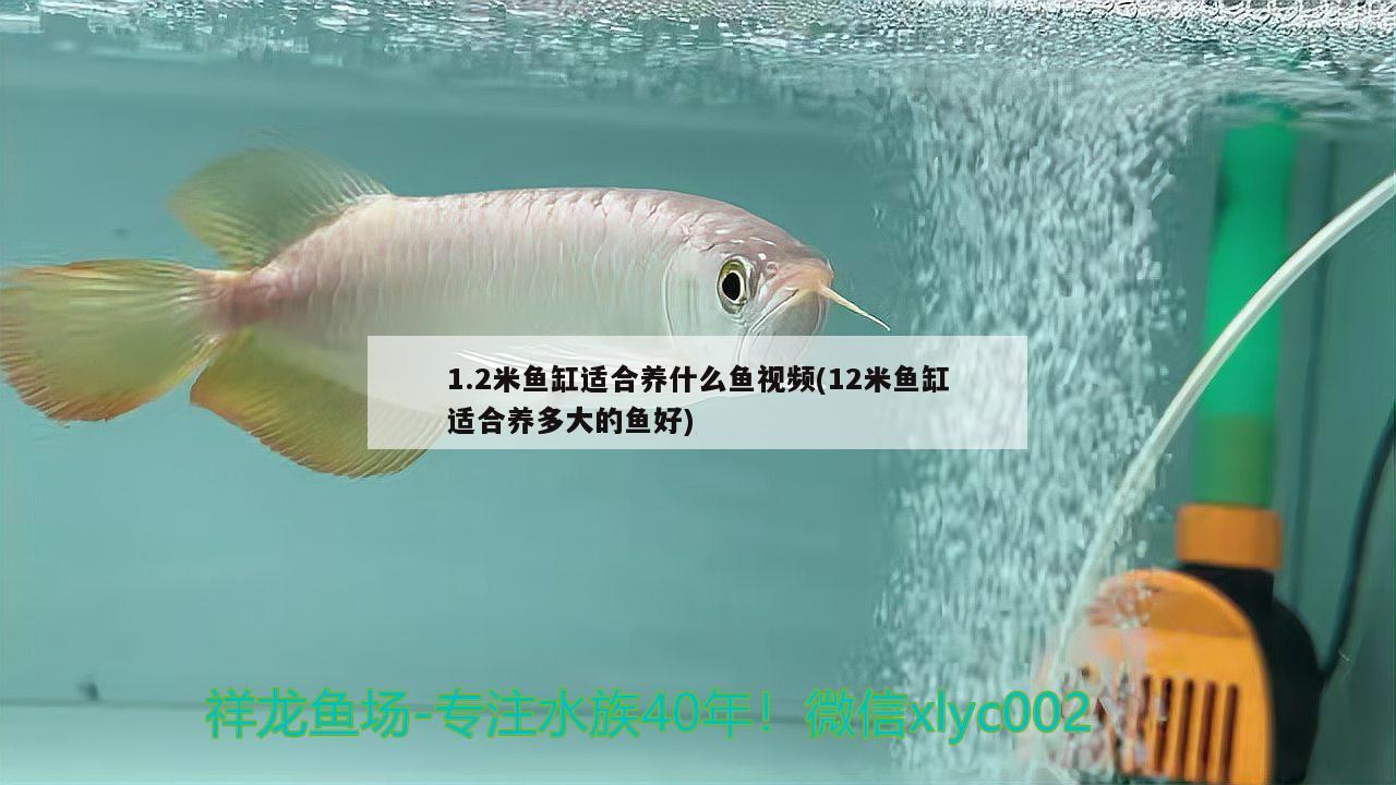 1.2米魚缸適合養(yǎng)什么魚視頻(12米魚缸適合養(yǎng)多大的魚好) 福魟魟魚