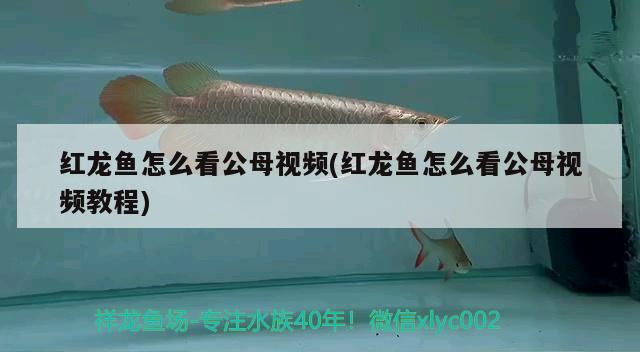 紅龍魚怎么看公母視頻(紅龍魚怎么看公母視頻教程) 月光鴨嘴魚