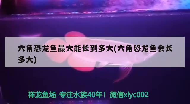 六角恐龍魚(yú)最大能長(zhǎng)到多大(六角恐龍魚(yú)會(huì)長(zhǎng)多大) 黑帝王魟魚(yú)