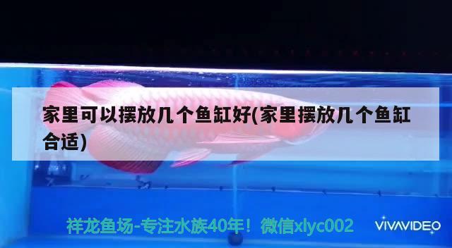 家里可以擺放幾個魚缸好(家里擺放幾個魚缸合適) 印尼虎苗