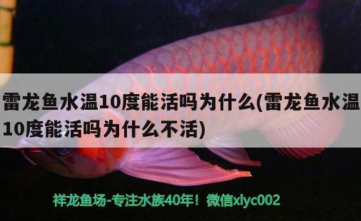 雷龍魚水溫10度能活嗎為什么(雷龍魚水溫10度能活嗎為什么不活) 銀河星鉆魚