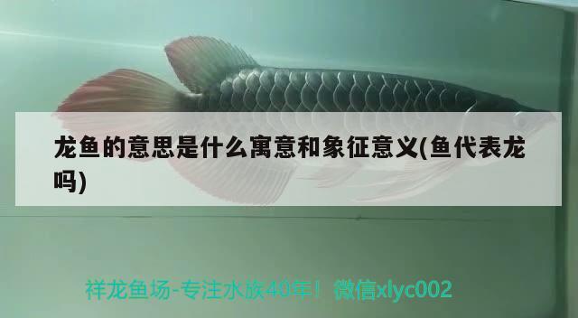 龍魚的意思是什么寓意和象征意義(魚代表龍嗎)