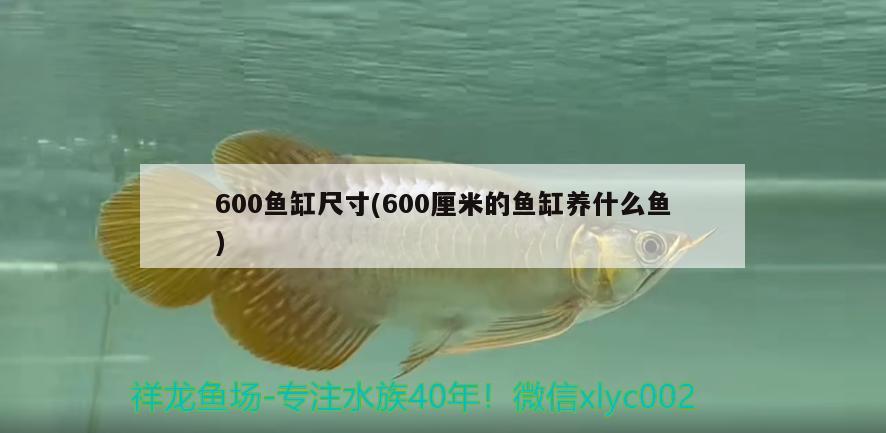 600魚缸尺寸(600厘米的魚缸養(yǎng)什么魚)