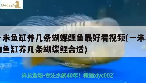 一米魚缸養(yǎng)幾條蝴蝶鯉魚最好看視頻(一米二的魚缸養(yǎng)幾條蝴蝶鯉合適) 蝴蝶鯉