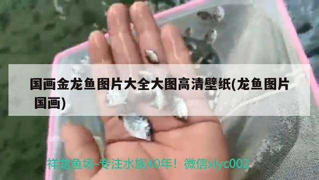 國畫金龍魚圖片大全大圖高清壁紙(龍魚圖片國畫) 申古銀版魚