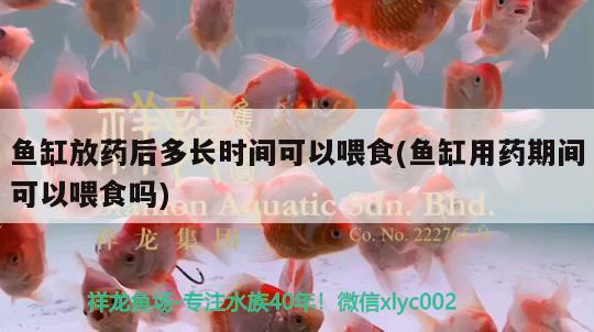 魚缸放藥后多長時間可以喂食(魚缸用藥期間可以喂食嗎) 羅漢魚批發(fā)