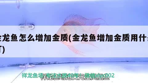 金龍魚怎么增加金質(zhì)(金龍魚增加金質(zhì)用什么燈)