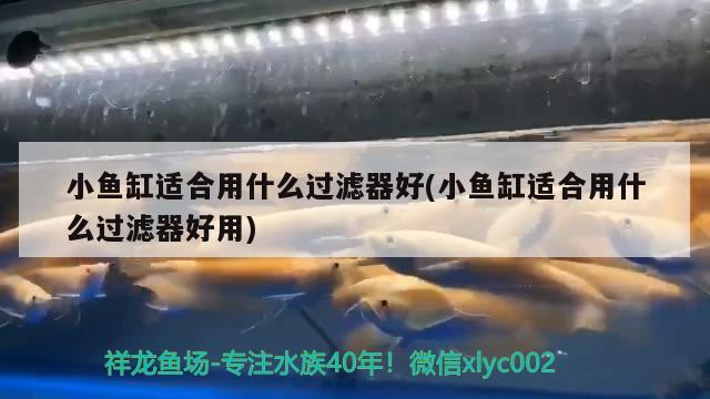 小魚缸適合用什么過濾器好(小魚缸適合用什么過濾器好用)