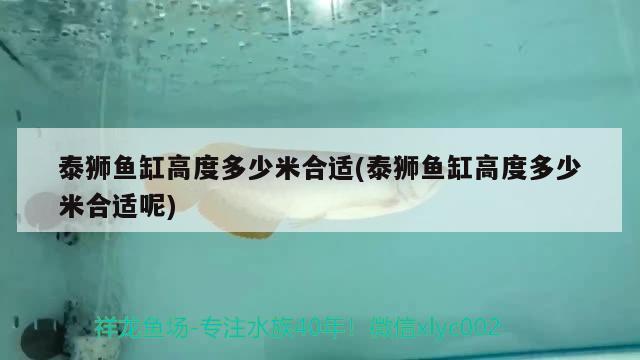 泰獅魚缸高度多少米合適(泰獅魚缸高度多少米合適呢) 白條過(guò)背金龍魚