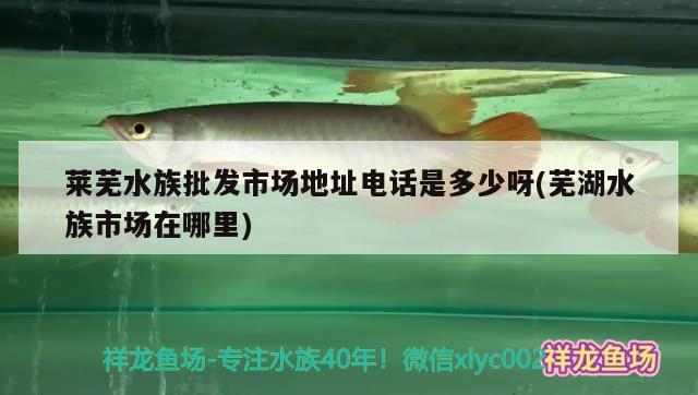 萊蕪水族批發(fā)市場地址電話是多少呀(蕪湖水族市場在哪里) 觀賞魚水族批發(fā)市場