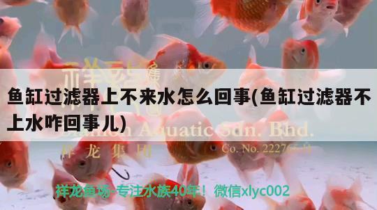 魚缸過濾器上不來水怎么回事(魚缸過濾器不上水咋回事兒)