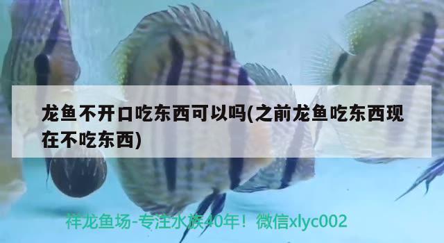 龍魚(yú)不開(kāi)口吃東西可以嗎(之前龍魚(yú)吃東西現(xiàn)在不吃東西) 白子紅龍魚(yú)