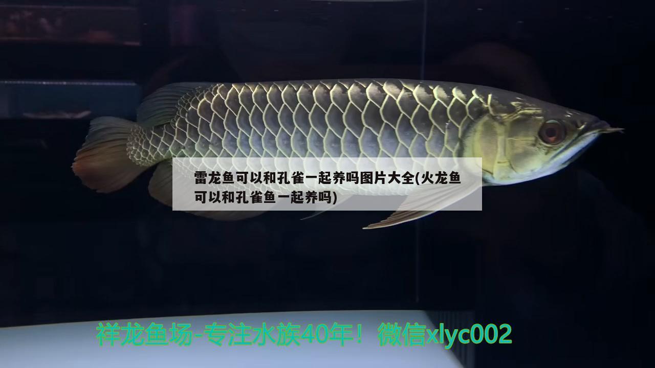 雷龍魚(yú)可以和孔雀一起養(yǎng)嗎圖片大全(火龍魚(yú)可以和孔雀魚(yú)一起養(yǎng)嗎)