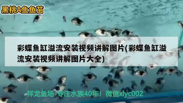 彩蝶魚缸溢流安裝視頻講解圖片(彩蝶魚缸溢流安裝視頻講解圖片大全)