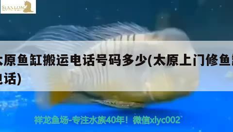 太原魚缸搬運(yùn)電話號碼多少(太原上門修魚缸電話) 印尼紅龍魚