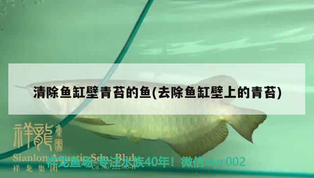 清除魚缸壁青苔的魚(去除魚缸壁上的青苔) 白子關(guān)刀魚