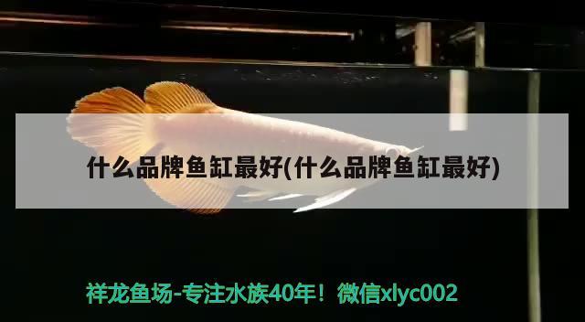 什么品牌魚(yú)缸最好(什么品牌魚(yú)缸最好) 熱帶魚(yú)魚(yú)苗批發(fā)