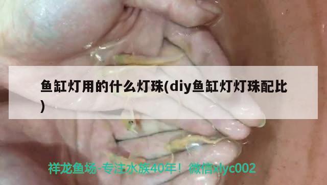 魚缸燈用的什么燈珠(diy魚缸燈燈珠配比)