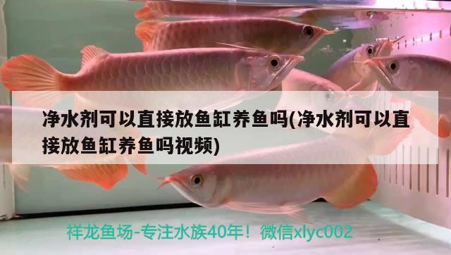 凈水劑可以直接放魚缸養(yǎng)魚嗎(凈水劑可以直接放魚缸養(yǎng)魚嗎視頻) 羅漢魚批發(fā)