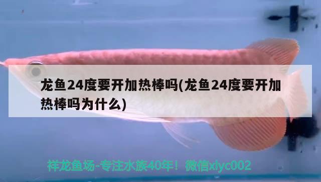 龍魚24度要開加熱棒嗎(龍魚24度要開加熱棒嗎為什么)