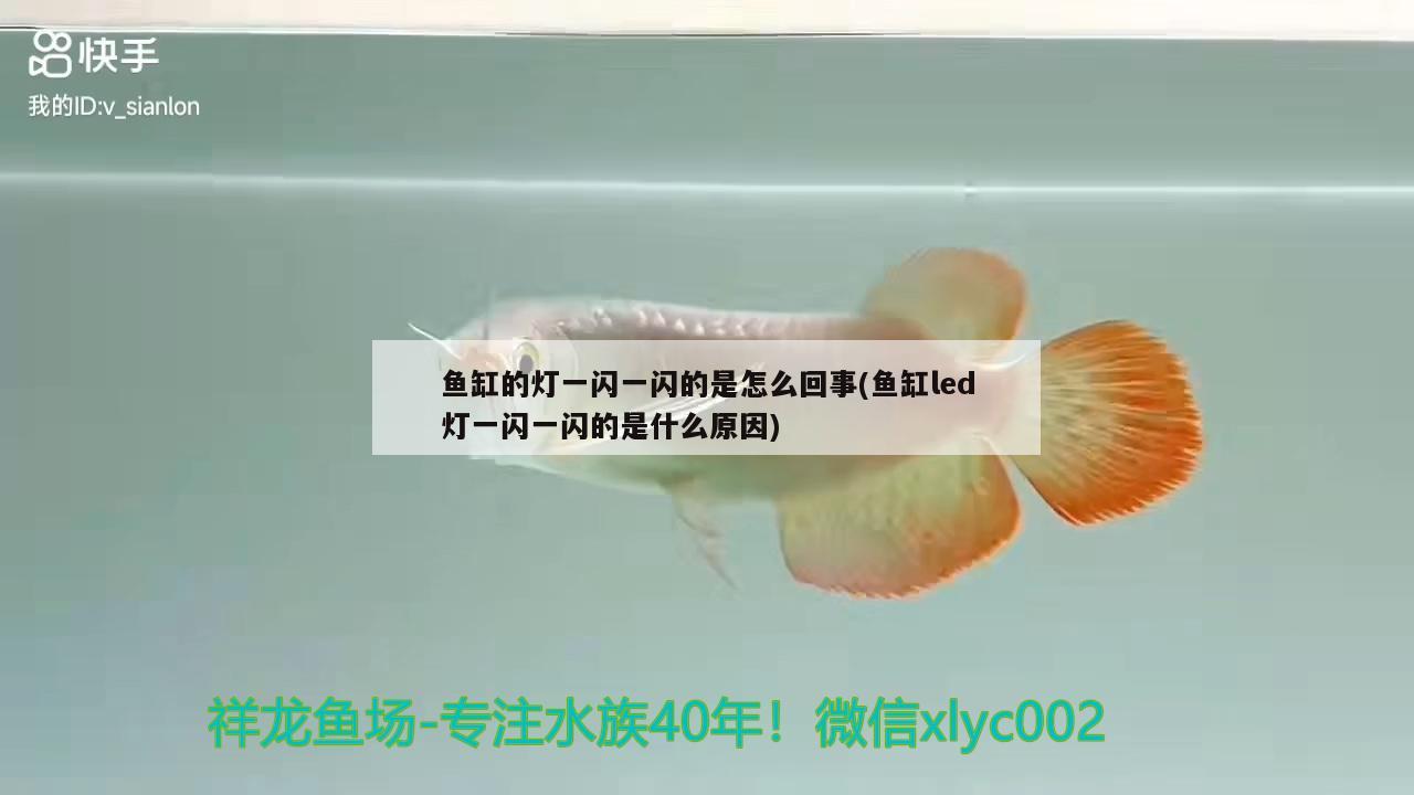 魚(yú)缸的燈一閃一閃的是怎么回事(魚(yú)缸led燈一閃一閃的是什么原因) 撒旦鴨嘴魚(yú)