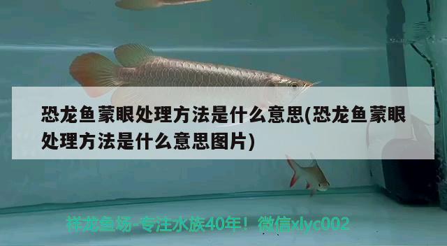 恐龍魚(yú)蒙眼處理方法是什么意思(恐龍魚(yú)蒙眼處理方法是什么意思圖片) 印尼三紋虎