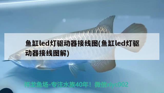 魚缸led燈驅(qū)動器接線圖(魚缸led燈驅(qū)動器接線圖解)