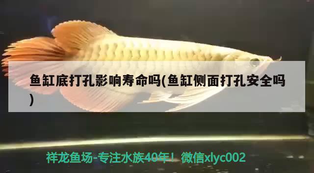 魚缸底打孔影響壽命嗎(魚缸側(cè)面打孔安全嗎) 野生埃及神仙魚