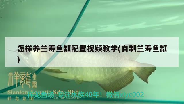 怎樣養(yǎng)蘭壽魚缸配置視頻教學(xué)(自制蘭壽魚缸)