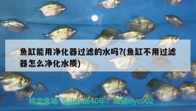 魚缸能用凈化器過濾的水嗎？(魚缸不用過濾器怎么凈化水質(zhì))