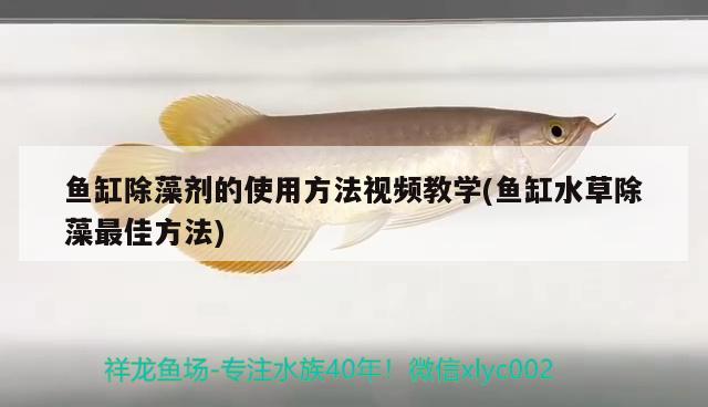 魚缸除藻劑的使用方法視頻教學(xué)(魚缸水草除藻最佳方法) 水草