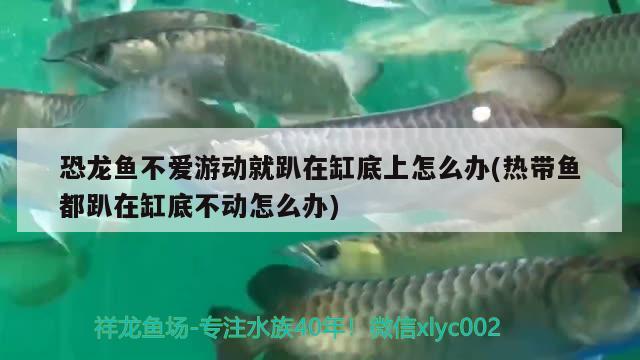 恐龍魚不愛游動(dòng)就趴在缸底上怎么辦(熱帶魚都趴在缸底不動(dòng)怎么辦) 玫瑰銀版魚