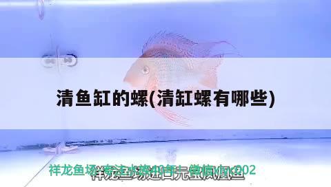 清魚(yú)缸的螺(清缸螺有哪些) 觀賞魚(yú)魚(yú)苗