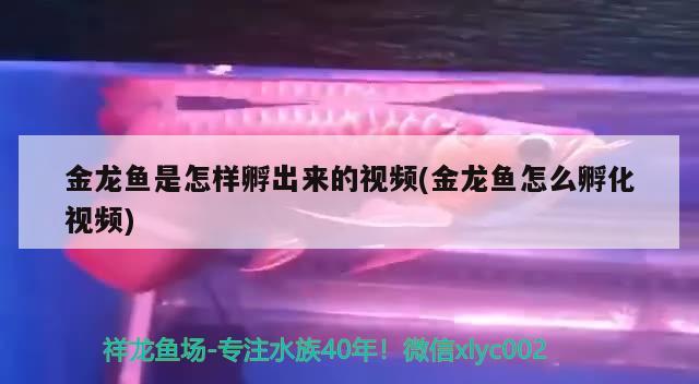 金龍魚是怎樣孵出來的視頻(金龍魚怎么孵化視頻) 觀賞魚市場