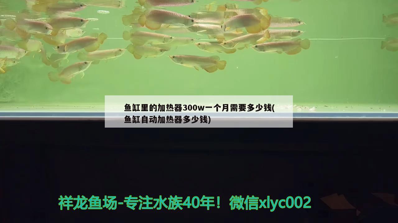 魚缸里的加熱器300w一個月需要多少錢(魚缸自動加熱器多少錢) 七彩神仙魚