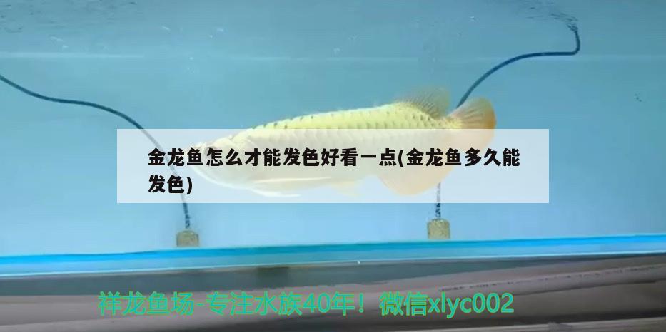 金龍魚怎么才能發(fā)色好看一點(diǎn)(金龍魚多久能發(fā)色) 丹頂錦鯉魚