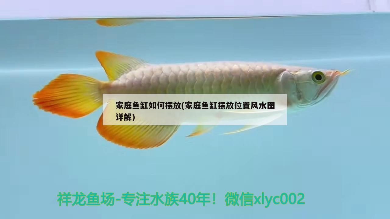 家庭魚缸如何擺放(家庭魚缸擺放位置風(fēng)水圖詳解)