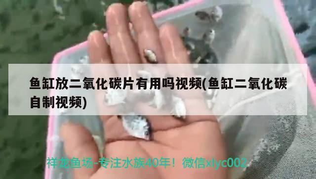 魚缸放二氧化碳片有用嗎視頻(魚缸二氧化碳自制視頻)