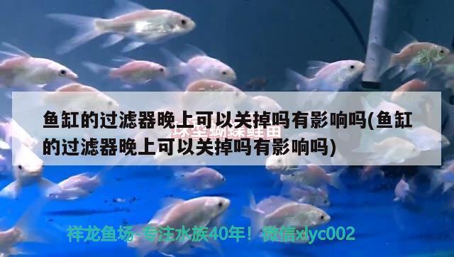 魚(yú)缸的過(guò)濾器晚上可以關(guān)掉嗎有影響嗎(魚(yú)缸的過(guò)濾器晚上可以關(guān)掉嗎有影響嗎) 水族雜談