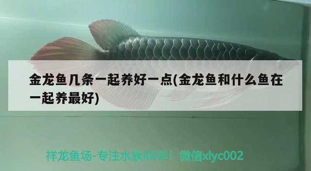 金龍魚(yú)幾條一起養(yǎng)好一點(diǎn)(金龍魚(yú)和什么魚(yú)在一起養(yǎng)最好)