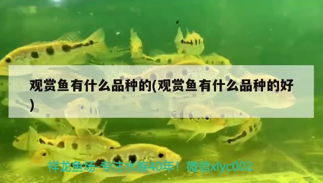 觀賞魚有什么品種的(觀賞魚有什么品種的好) 印尼四紋虎