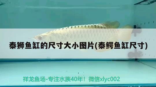 泰獅魚(yú)缸的尺寸大小圖片(泰鱷魚(yú)缸尺寸)