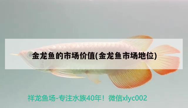 金龍魚的市場價值(金龍魚市場地位)